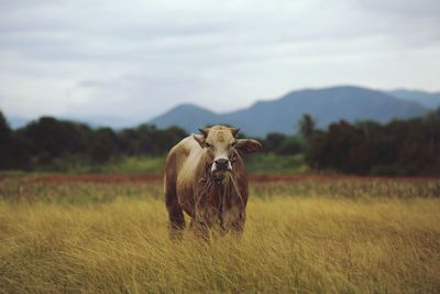 Horse on field against sky