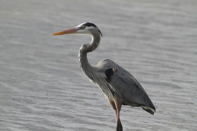 Heron on a sea