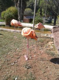 flamingo