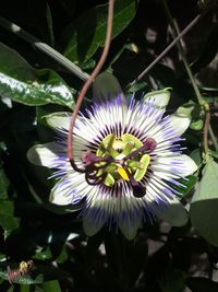 Close-up of purple flowering plant