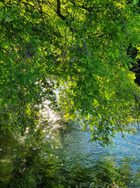 Scenic view of lake in forest