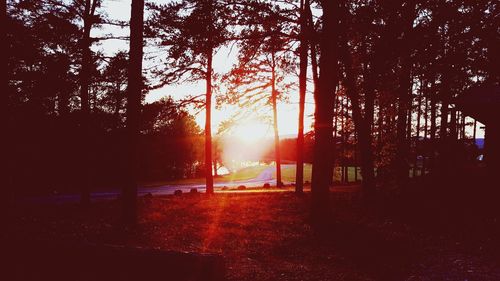 Sunlight streaming through trees in forest