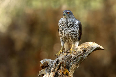 Close-up of bird perching on branch