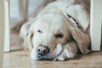 Close-up of dog