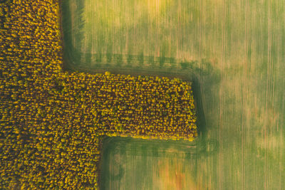 Yellow flowers on field