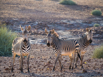 Portrait of zebras