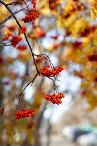 Close-up of red berries on tree