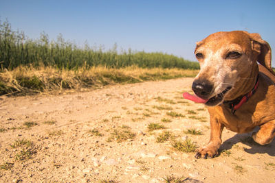 View of dog on field