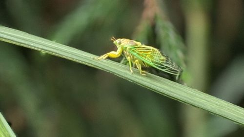 Close-up of insect on plant