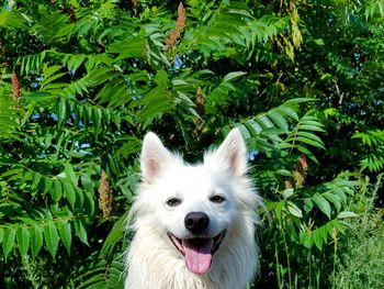 Close-up of dog on plants