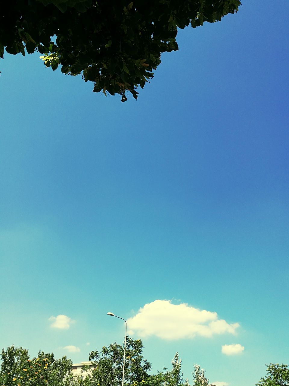 low angle view, tree, blue, sky, growth, nature, high section, beauty in nature, treetop, day, outdoors, tranquility, no people, scenics, cloud, tranquil scene