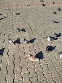 High angle view of pigeons flying