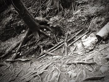 Close-up of tree trunk