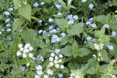 Flowers blooming outdoors