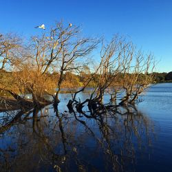 Scenic view of calm lake against clear sky