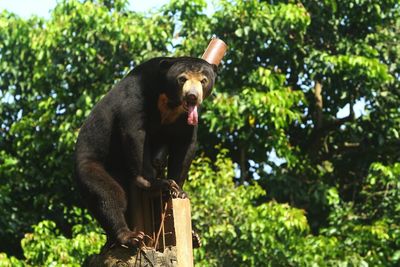 Low angle view of a monkey on tree