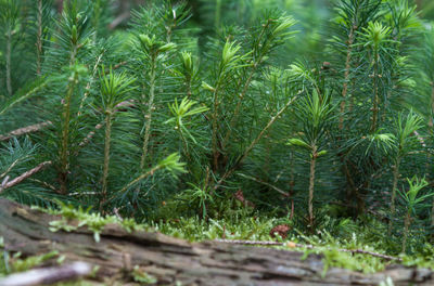 Close-up of plants growing on field