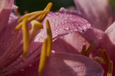 Close-up of wet pink rose flower