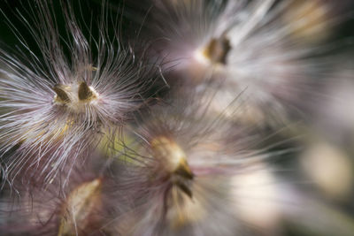 Close-up of spider on dandelion