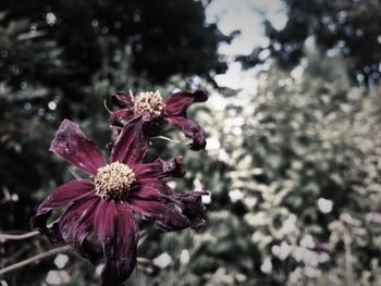 Close-up of flowers against blurred background
