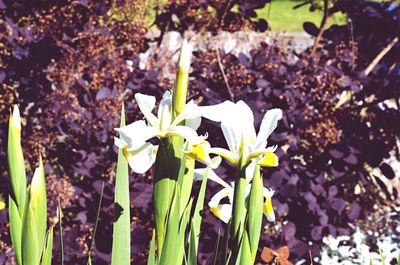 Close-up of flowers blooming in field