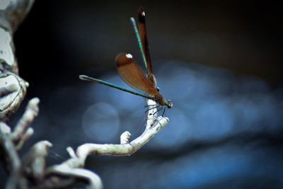 Close-up of butterfly on plant