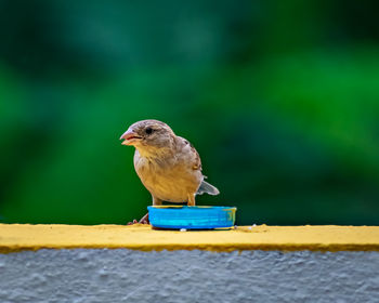 Selective focus, isolated image of a female sparrow eating on wall with clear green background.