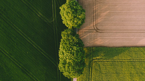 Aerial view of agricultural field