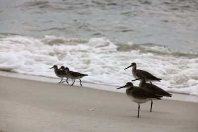 Birds on beach