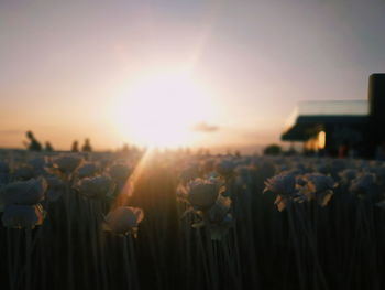 Close-up of flowering plants on field against sky during sunset