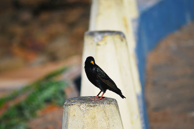 Close-up of sparrow perching on wooden post