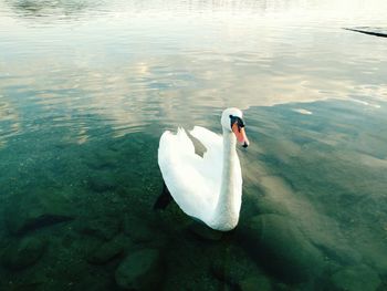 High angle view of swan swimming in lake