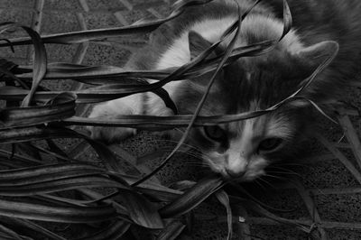 Close-up of cat relaxing