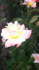 Close-up of pink flowers