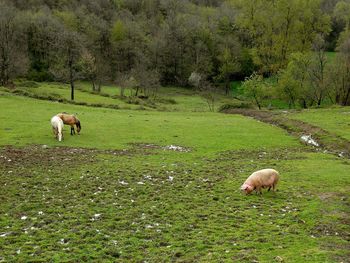 Sheep in a field