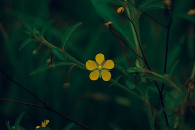 Close-up of yellow flowering plant