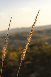 Close-up of grass against sky during sunset