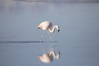 Flamingo eating in the altiplanic lagoons