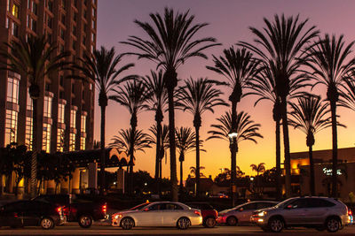 Cars on street by palm trees against sky at night in city