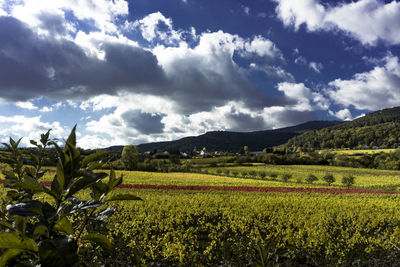 Scenic view of agricultural field against sky