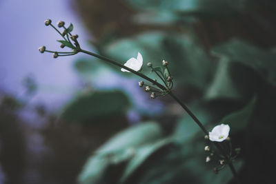 plant