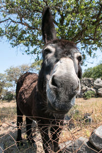 Close-up portrait of a donkey