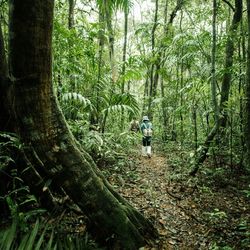Man walking on bamboo trees in forest