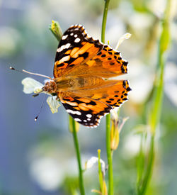 Close-up of butterfly pollinating on flower