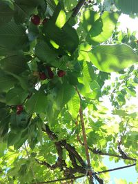 Low angle view of flowering tree