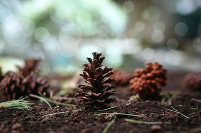 Close-up of pine fruit plant
