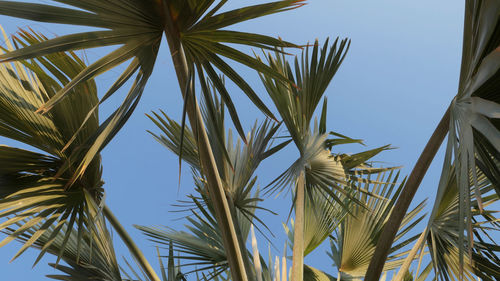 Low angle view of palm tree against clear sky