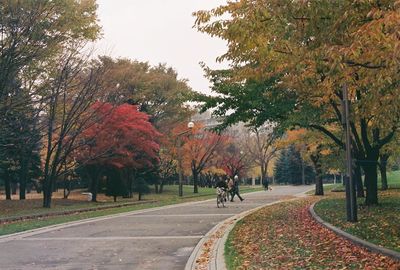 Road amidst trees in park