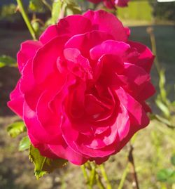 Close-up of pink rose