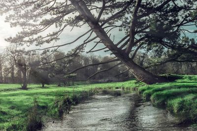 Trees on field